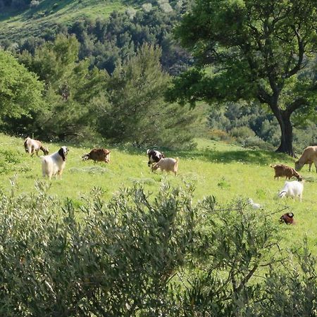 B&B Il Vigneto Trebisacce Eksteriør bilde